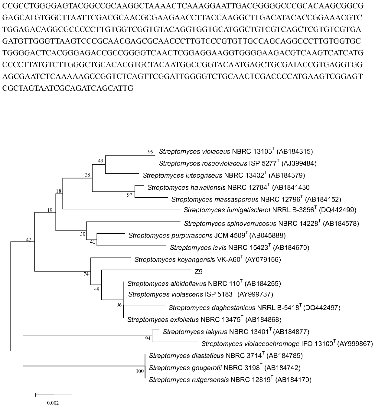 A strain of Streptomyces albicans z9 and its application in the control of sunflower sclerotinia