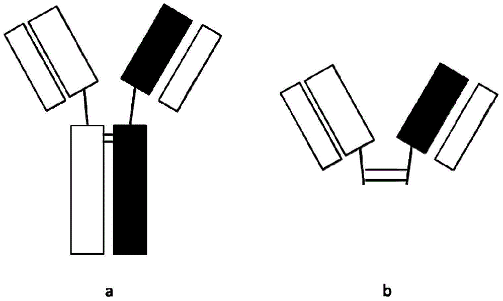 Bispecific antibody or antibody mixture having common light chain