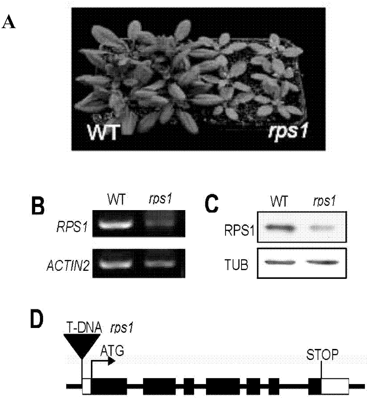 Related protein capable of adjusting translation efficiency of chloroplast protein and improving heat resistance of plants, and application thereof