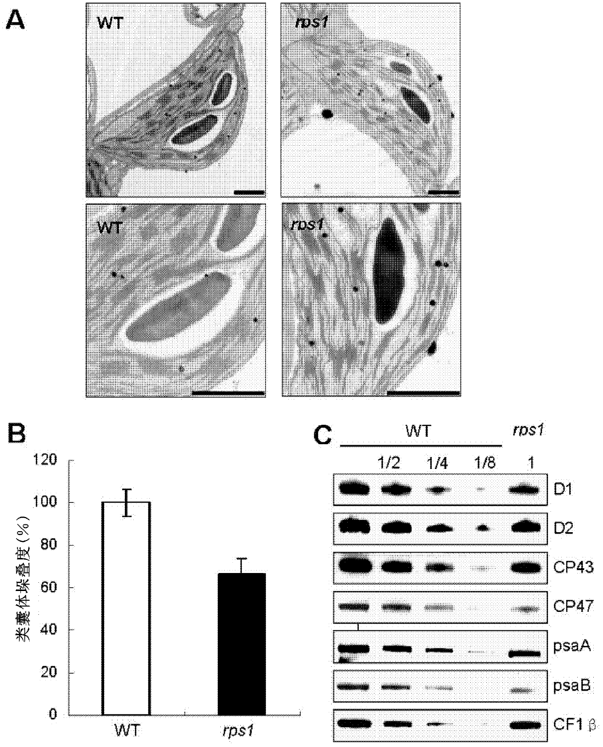 Related protein capable of adjusting translation efficiency of chloroplast protein and improving heat resistance of plants, and application thereof