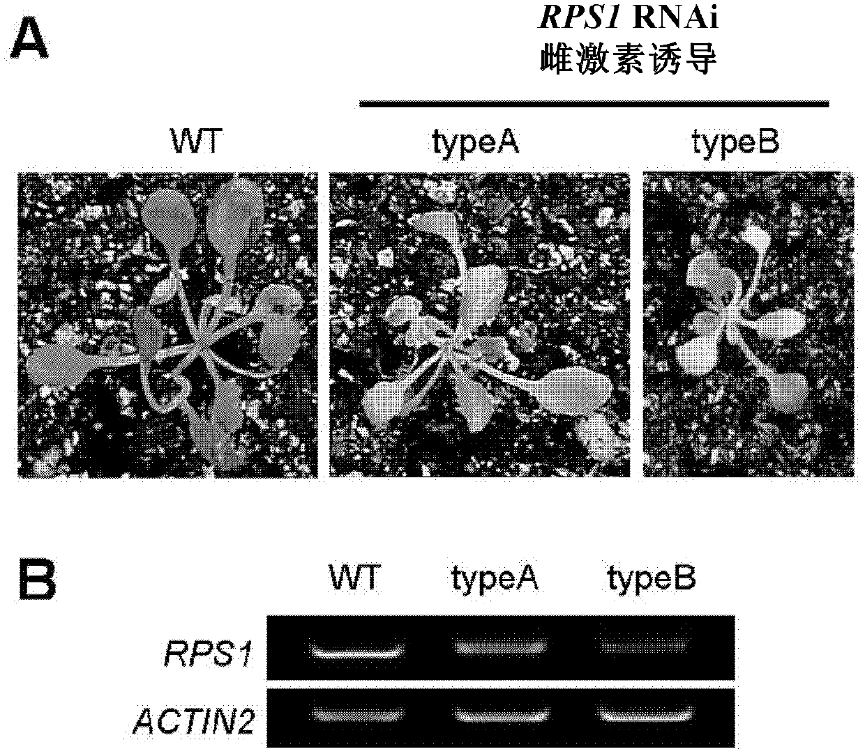 Related protein capable of adjusting translation efficiency of chloroplast protein and improving heat resistance of plants, and application thereof