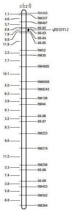 Rice variety IR24 black-streaked dwarf virus resistant site and molecular marker method thereof