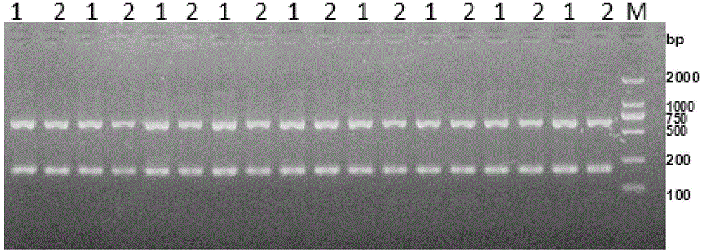 Sample conditioning fluid based on denaturation precipitation as well as application thereof and nucleic acid releasing method