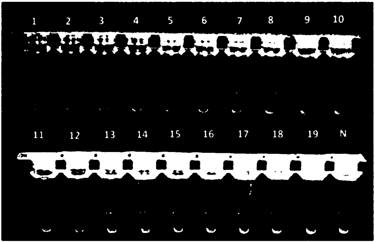 Primer composition for LAMP (loop-mediated isothermal amplification) rapid detection of ustilaginoidea virens and application of primer composition