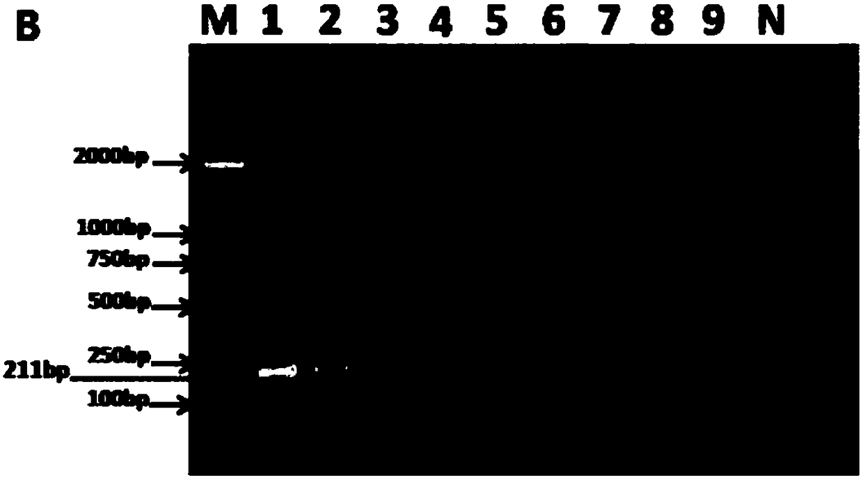 Primer composition for LAMP (loop-mediated isothermal amplification) rapid detection of ustilaginoidea virens and application of primer composition