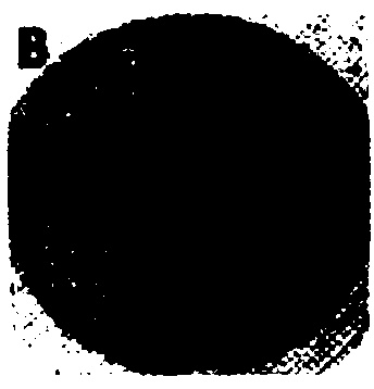 Biological agent for inducing dentin mineralization