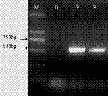 Preparation and application of fused oral interferon for fowl