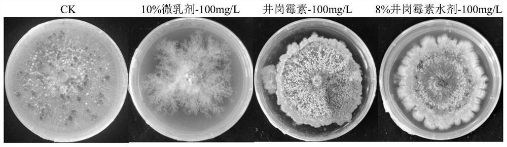 Botanical bactericidal composition for preventing and treating rice sheath blight disease, preparation and application of botanical bactericidal composition