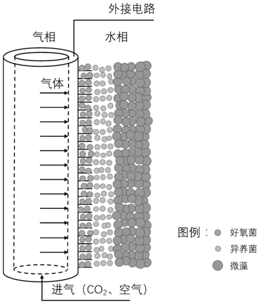 Electrochemical performance enhanced bacteria-algae membrane aeration bio-membrane reactor system and application thereof