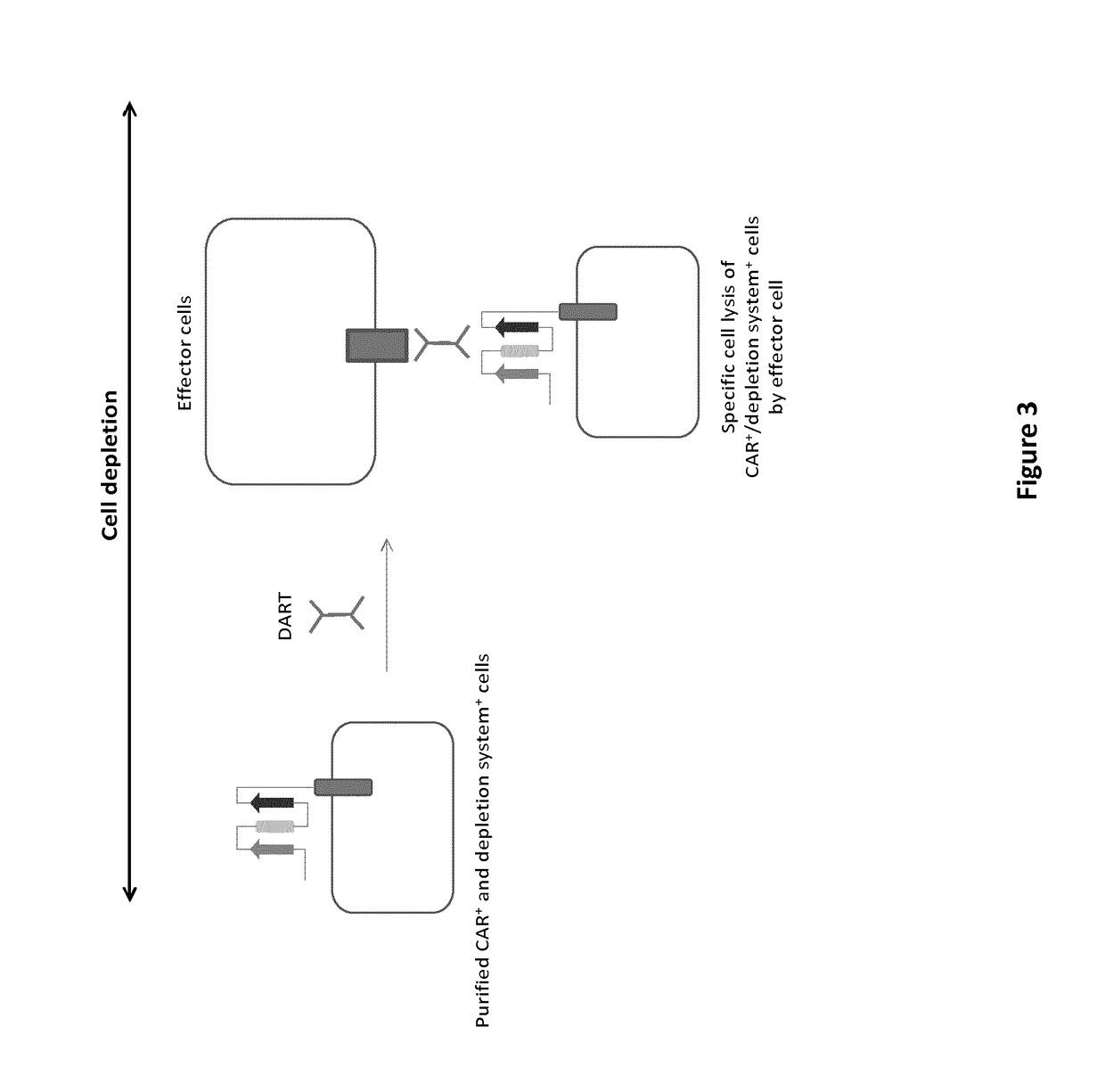 mAb-DRIVEN CHIMERIC ANTIGEN RECEPTOR SYSTEMS FOR SORTING/DEPLETING ENGINEERED IMMUNE CELLS