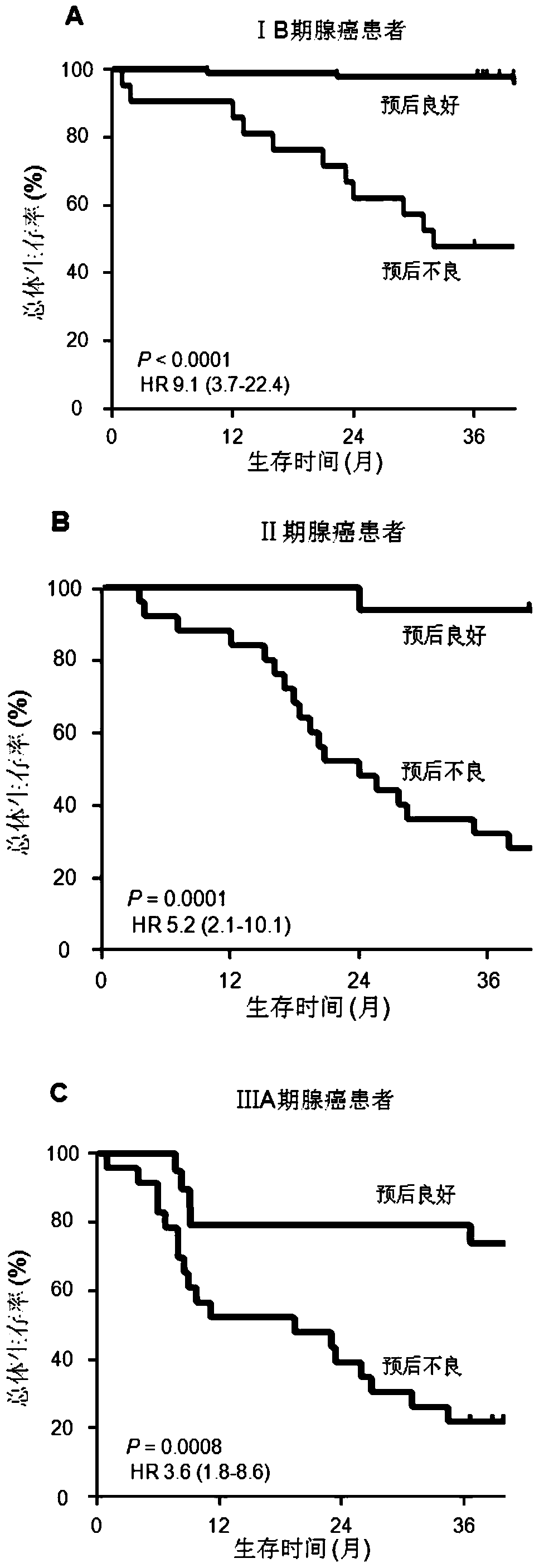 A system for predicting the prognosis of patients with lung adenocarcinoma and judging the benefit of adjuvant chemotherapy