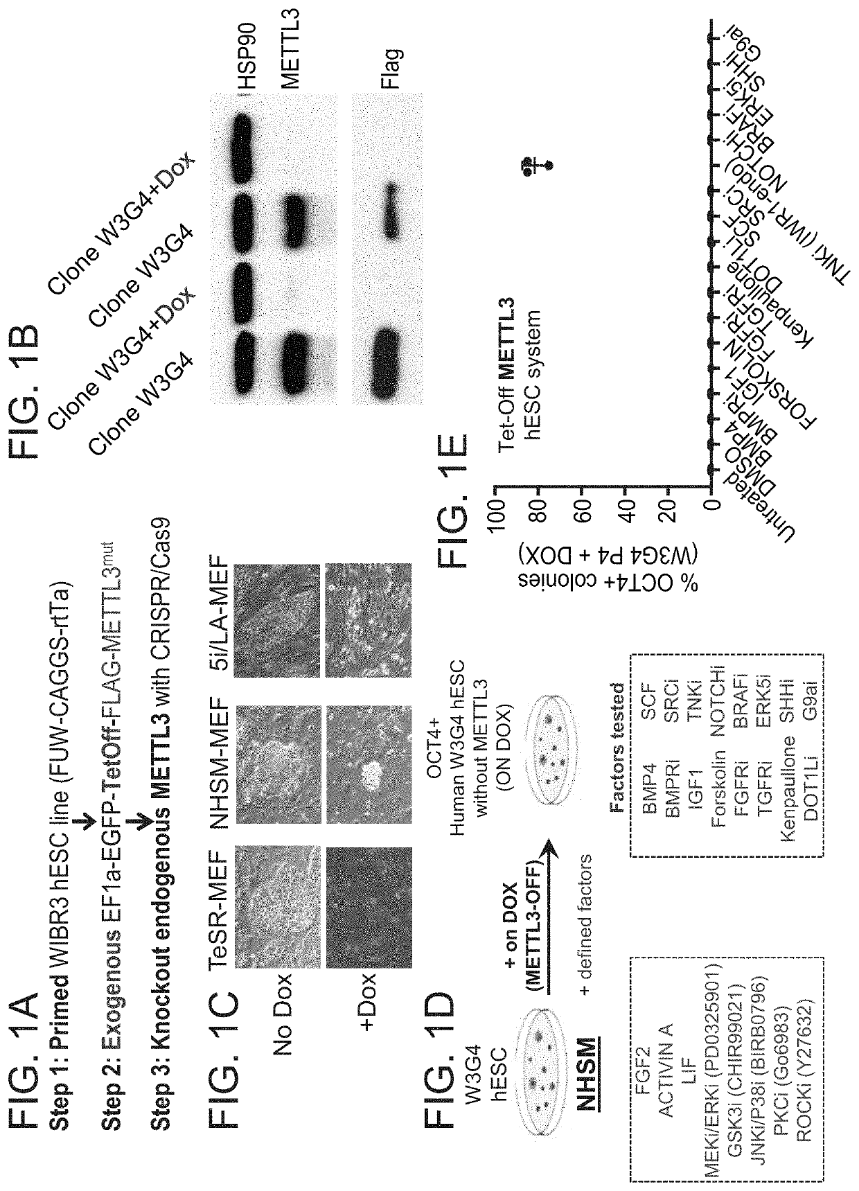 Culture media for pluripotent stem cells