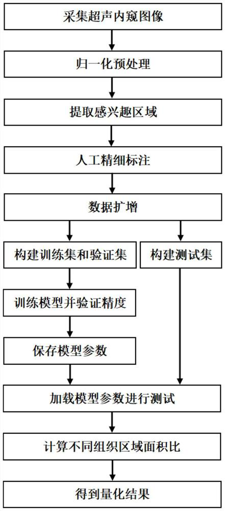 Ultrasonic endoscopic image intelligent segmentation and quantification method and system based on deep learning