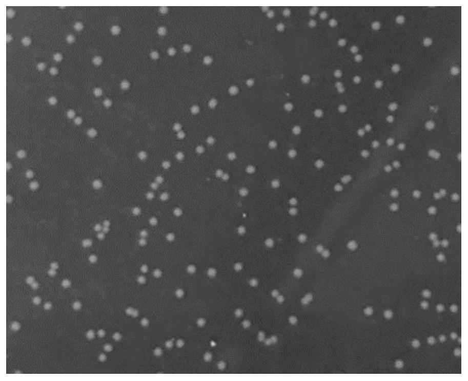 Lactobacillus amylovorus and application thereof