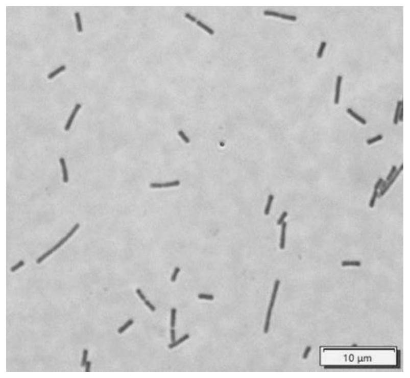 Lactobacillus amylovorus and application thereof