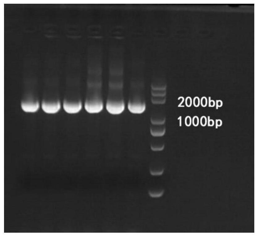 Lactobacillus amylovorus and application thereof