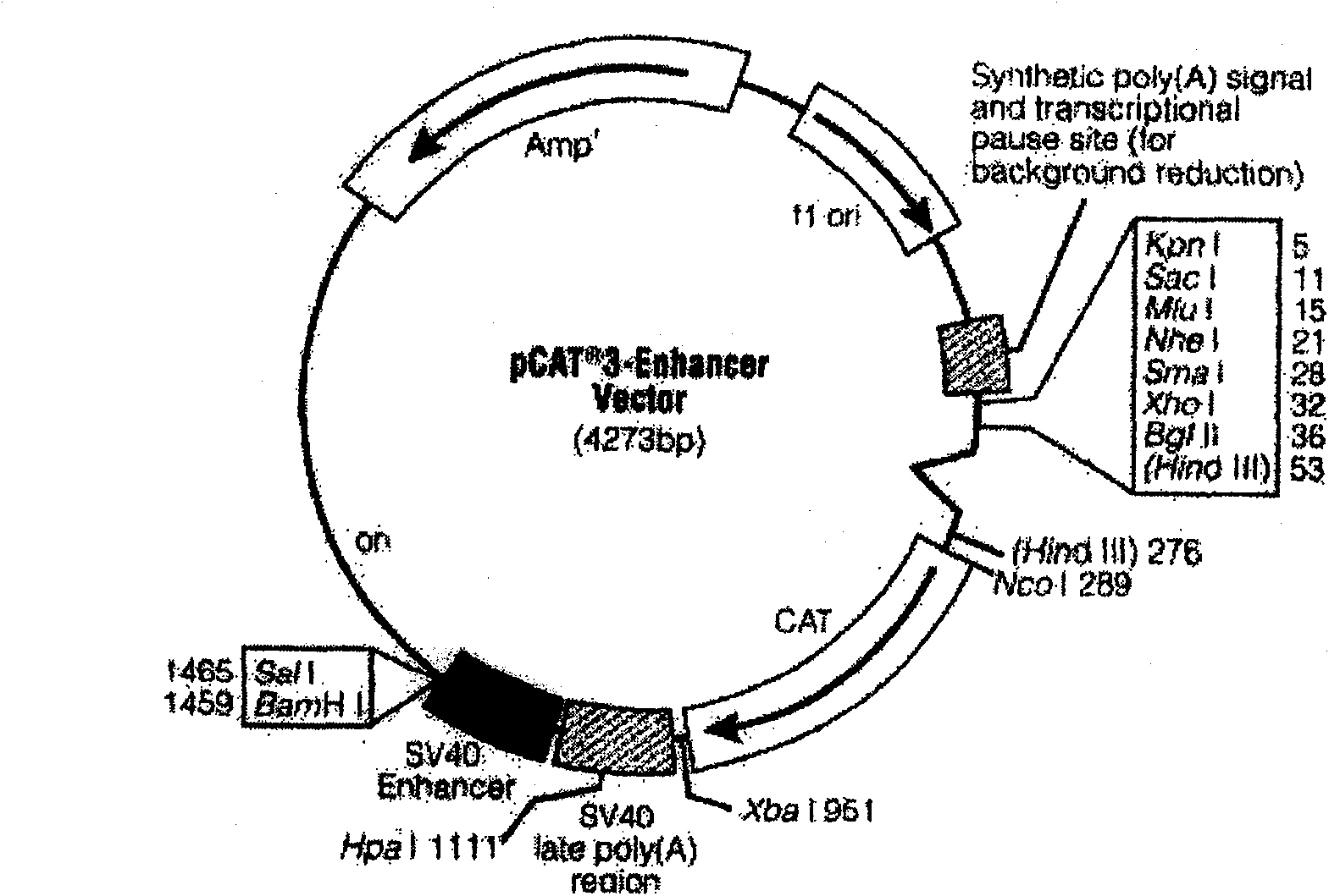 Recombinant plasmids containing B cell activation factor gene promoters with different lengths and their preparation method and application