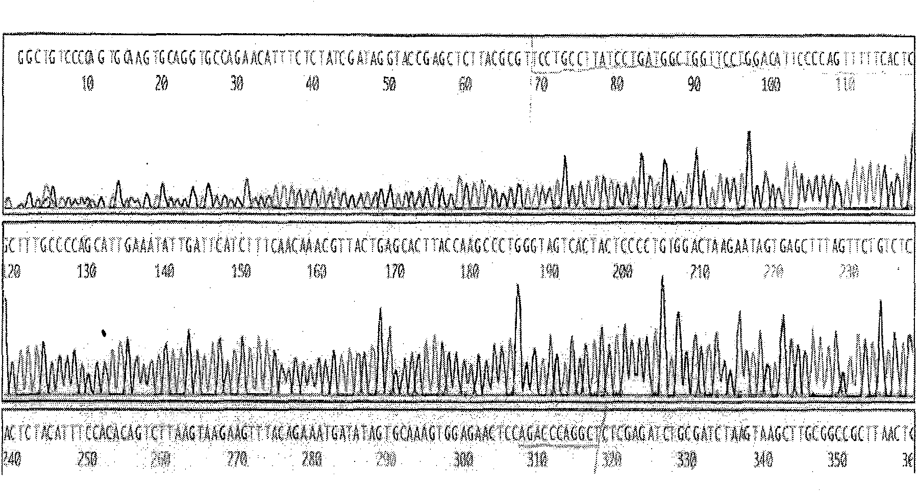 Recombinant plasmids containing B cell activation factor gene promoters with different lengths and their preparation method and application