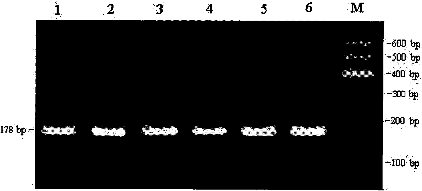 Method for detecting inserting mutation polymorphism of ox NPM1 gene