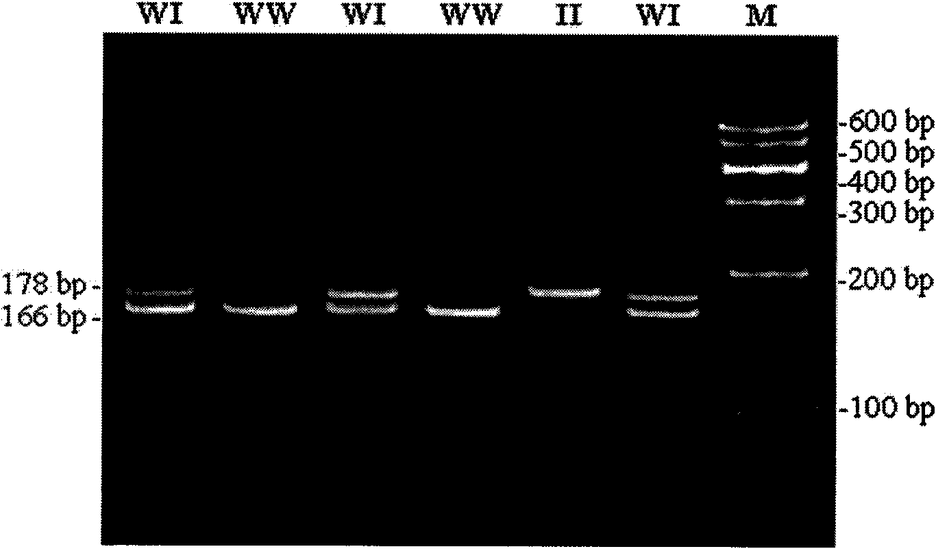 Method for detecting inserting mutation polymorphism of ox NPM1 gene