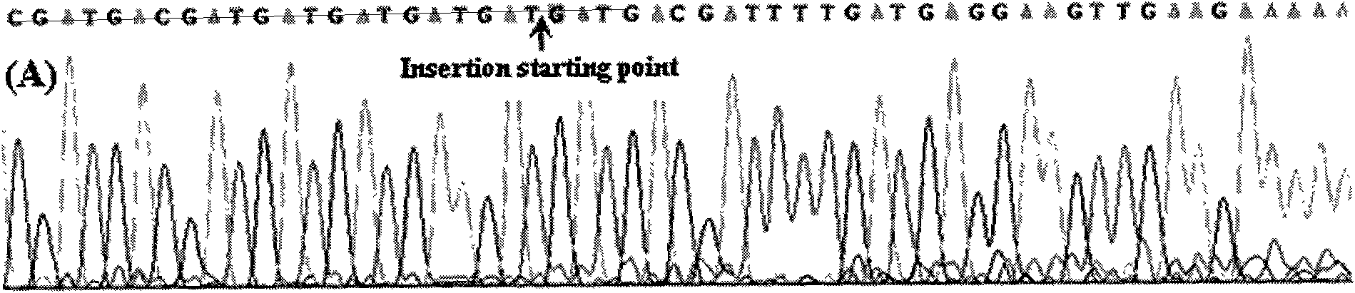 Method for detecting inserting mutation polymorphism of ox NPM1 gene