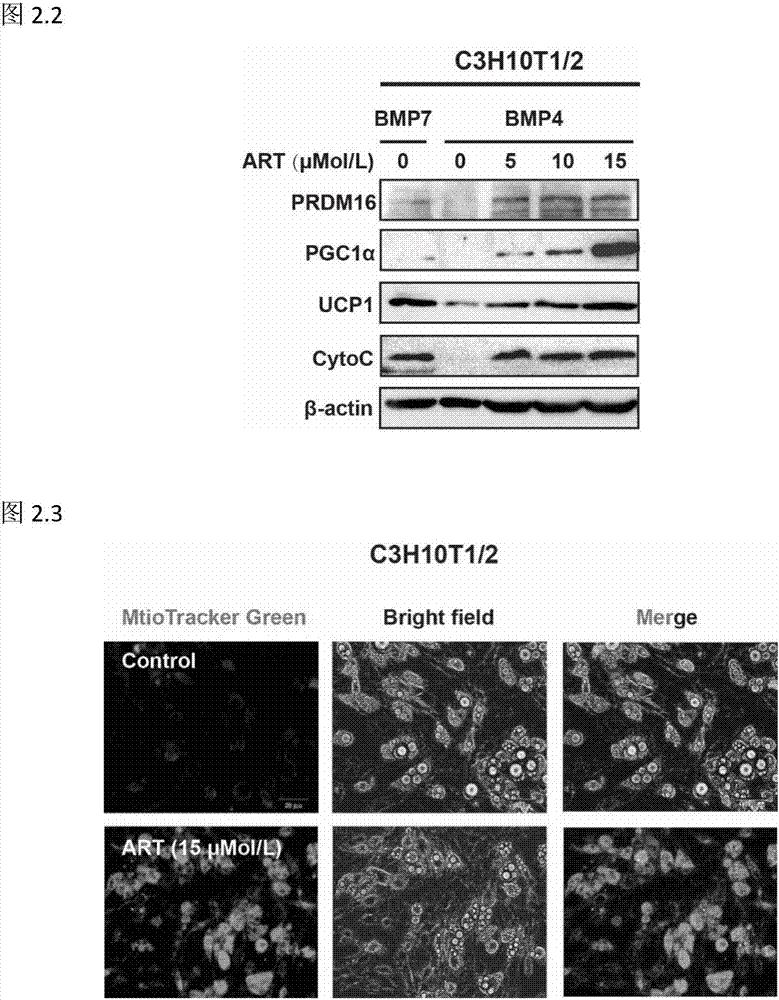 Uses of artemether in preparation of preparations promoting steatolysis and improving carbohydrate metabolism