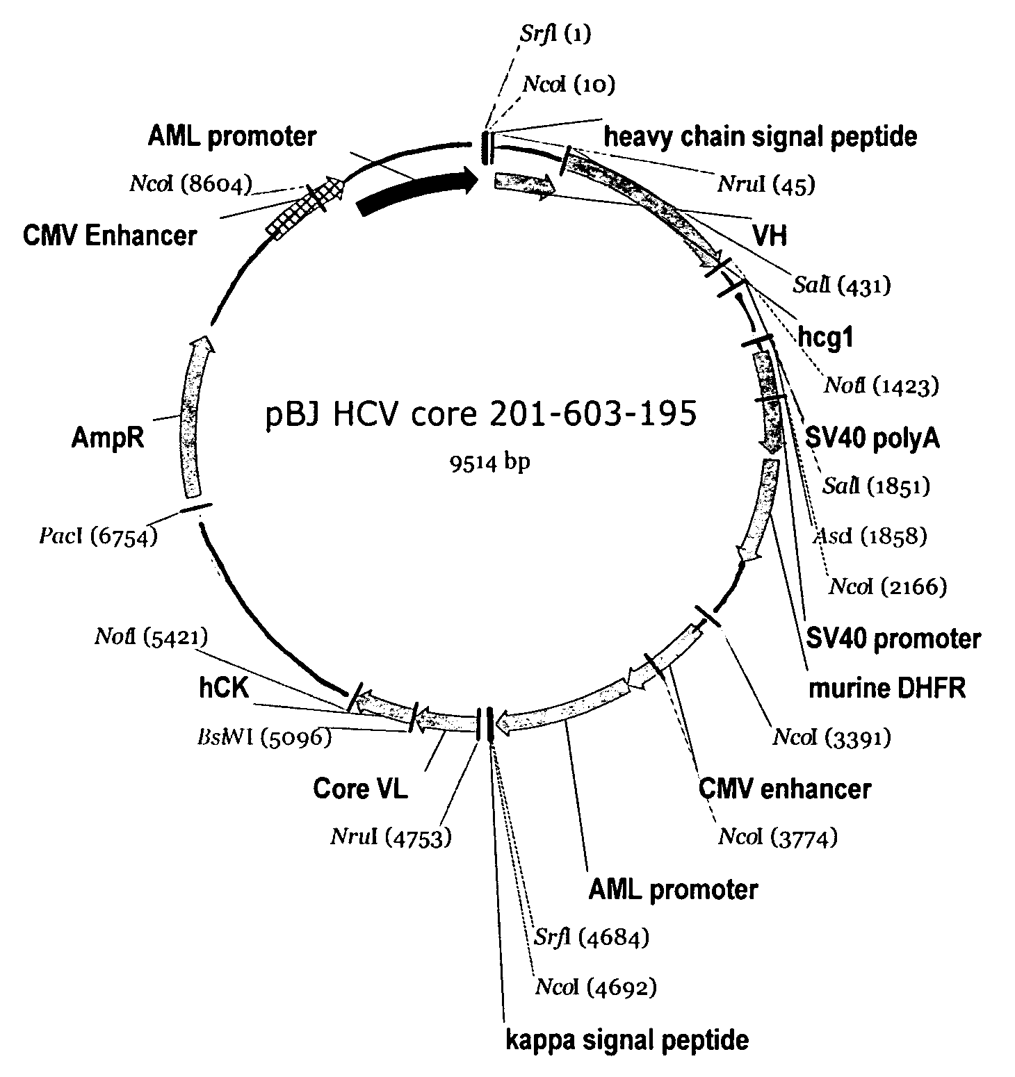 Recombinant antibodies against hepatitis C virus and methods of obtaining and using same