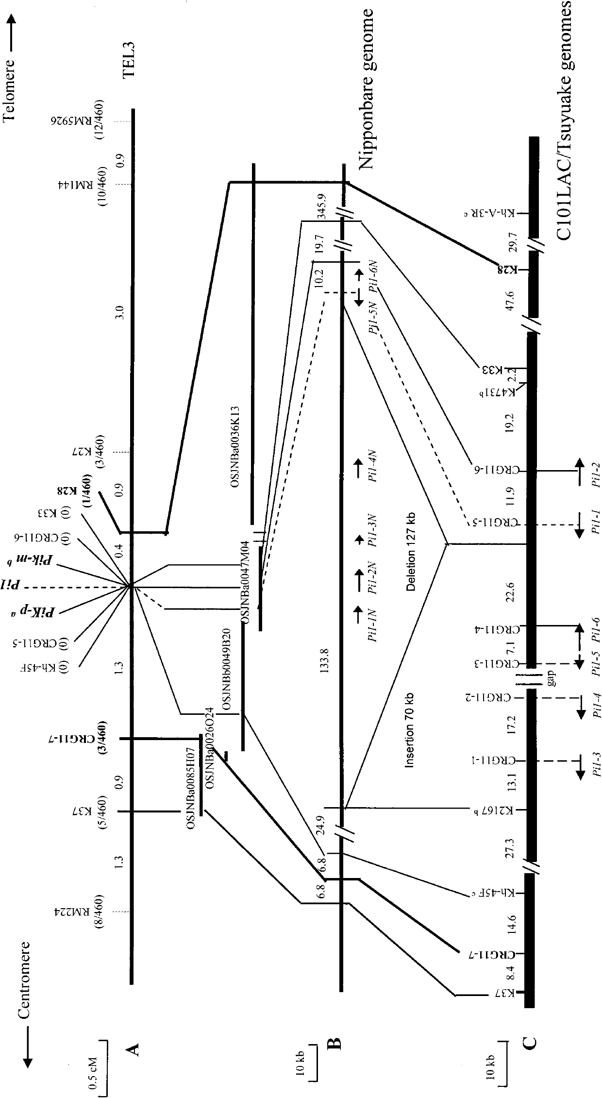 Rice blast resistance gene Pi1 and application thereof