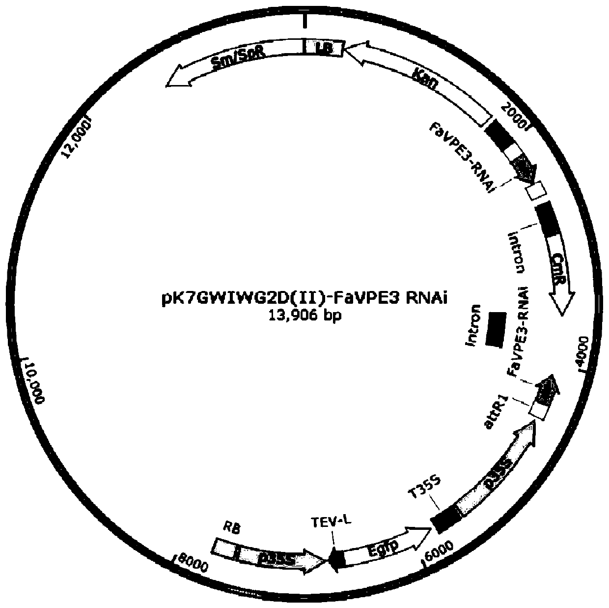 Fragaria ananassa vacuole processing enzyme coding gene FaVPE3 and application thereof