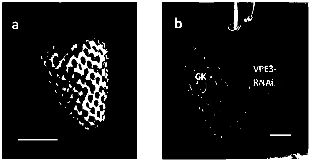 Fragaria ananassa vacuole processing enzyme coding gene FaVPE3 and application thereof