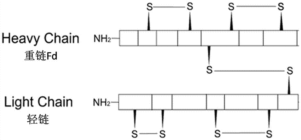 Fab fragment of fully-human recombinant anti-CD40L monoclonal antibody and preparation method thereof