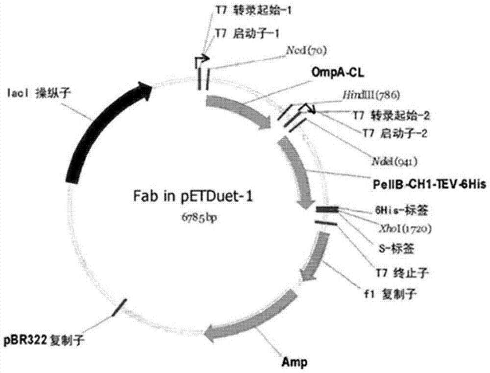 Fab fragment of fully-human recombinant anti-CD40L monoclonal antibody and preparation method thereof