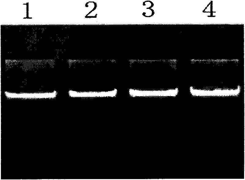 Single nucleotide polymorphism of SCD genes in dairy goat and detection method thereof