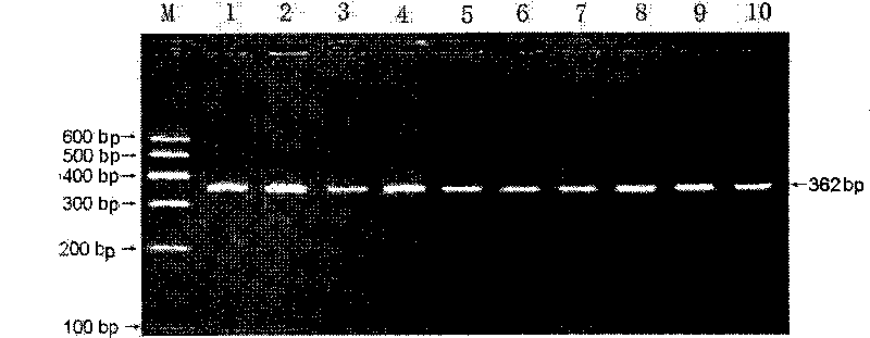 Single nucleotide polymorphism of SCD genes in dairy goat and detection method thereof