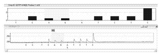 Kit for detecting glutathione S-transferase pi 1 (GSTP1) gene polymorphism by using pyrosequencing method and method