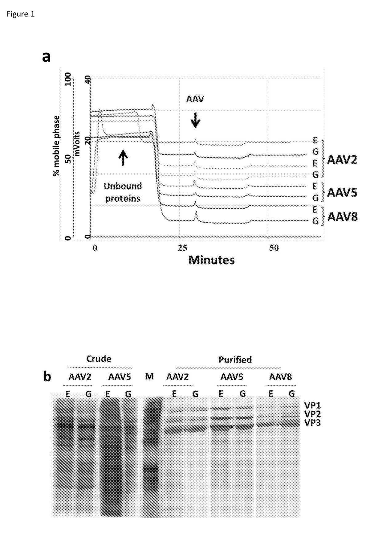 High titer production of adeno-associated viral vectors