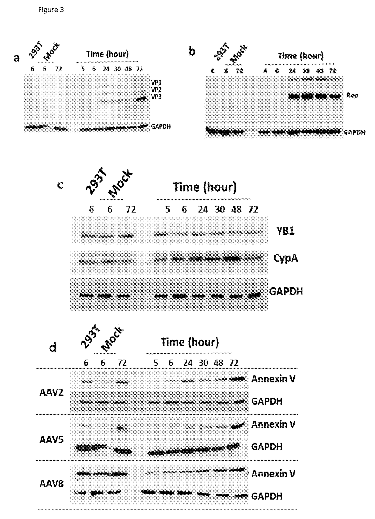 High titer production of adeno-associated viral vectors