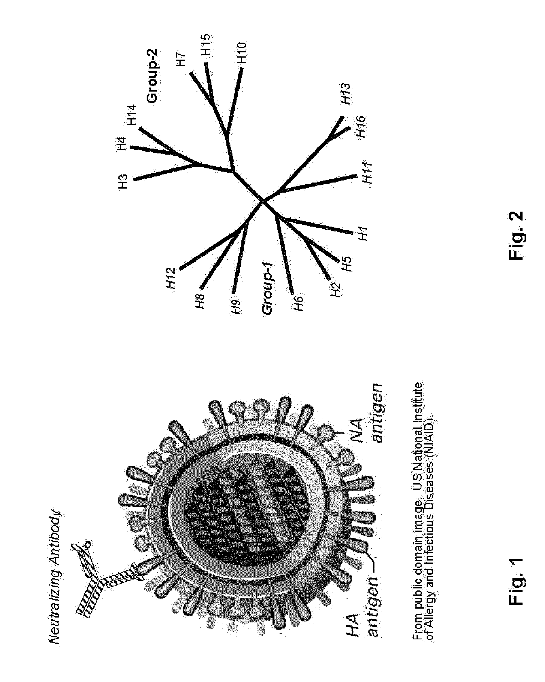 Influenza virus compositions and methods for universal vaccines