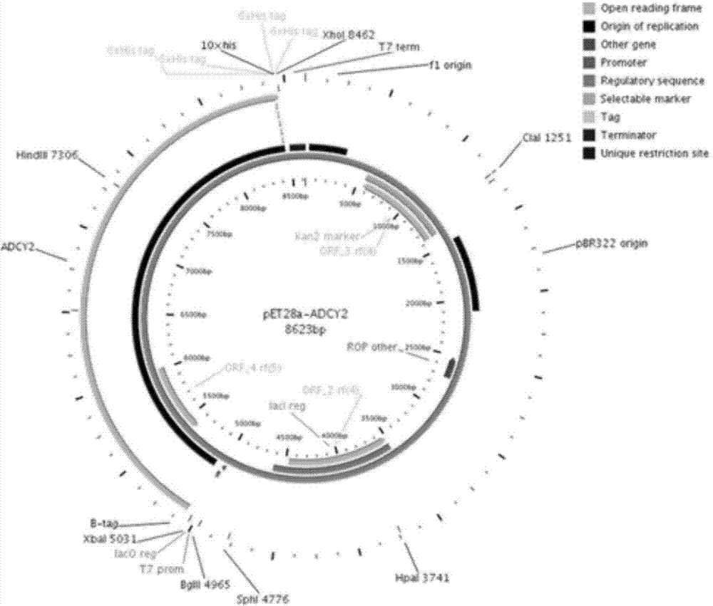 Improved preparation method of adenylate cyclase