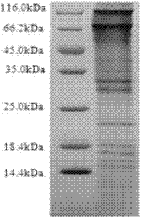 Improved preparation method of adenylate cyclase