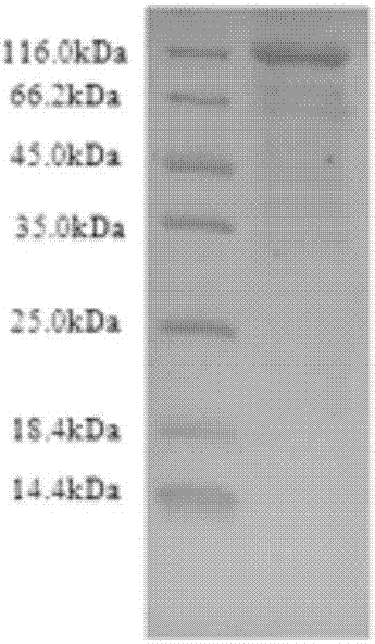 Improved preparation method of adenylate cyclase