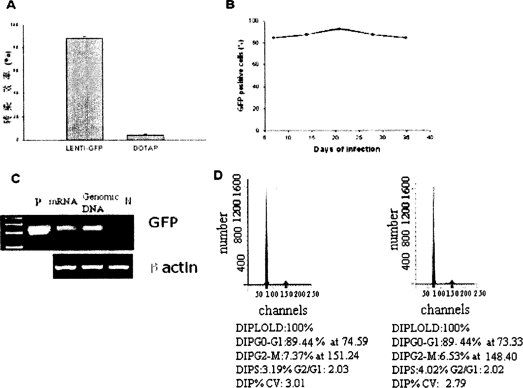 Human amnion cell capable of expressing extraneous gene and its preparation method and uses