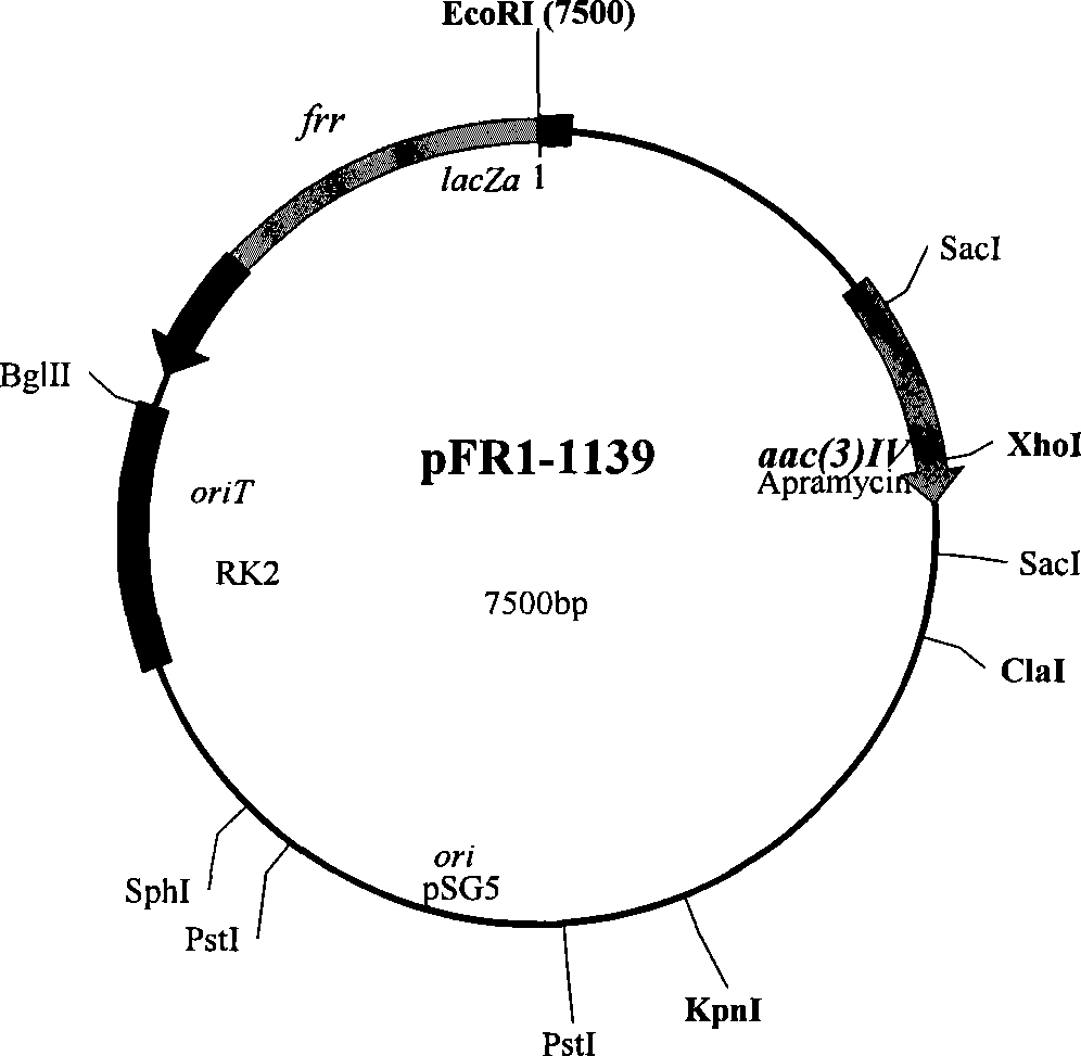 Avid kyowamycin genetic engineering bacterium and use thereof