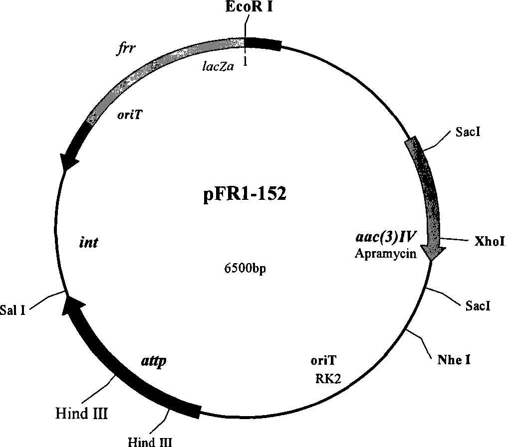 Avid kyowamycin genetic engineering bacterium and use thereof