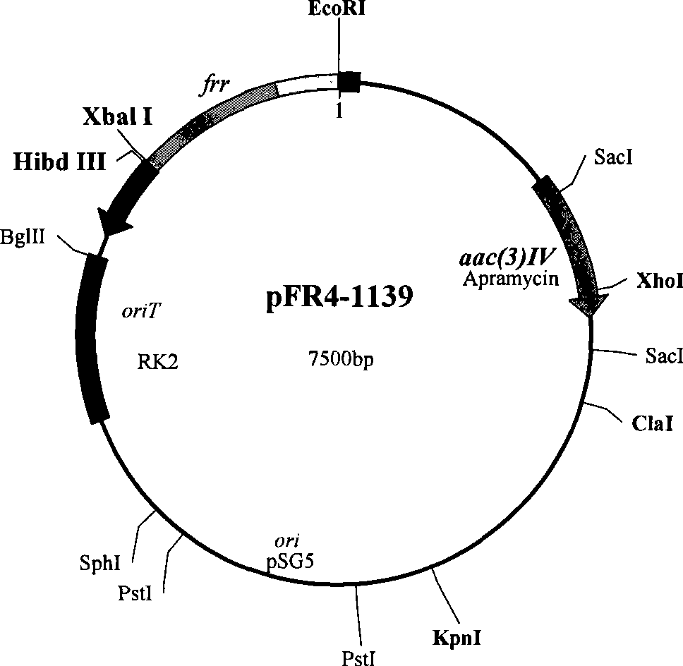 Avid kyowamycin genetic engineering bacterium and use thereof