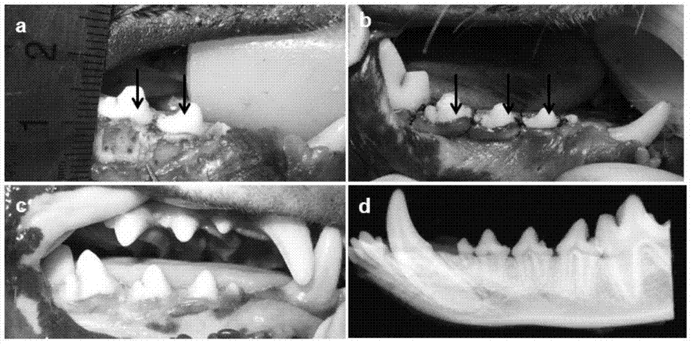 Stent-type silk fibroin film insoluble in water as well as preparation and application of silk fibroin film