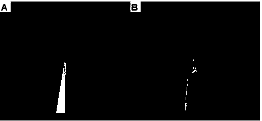 Novel carbon fiber nanocone electrode as well as preparation method and application thereof