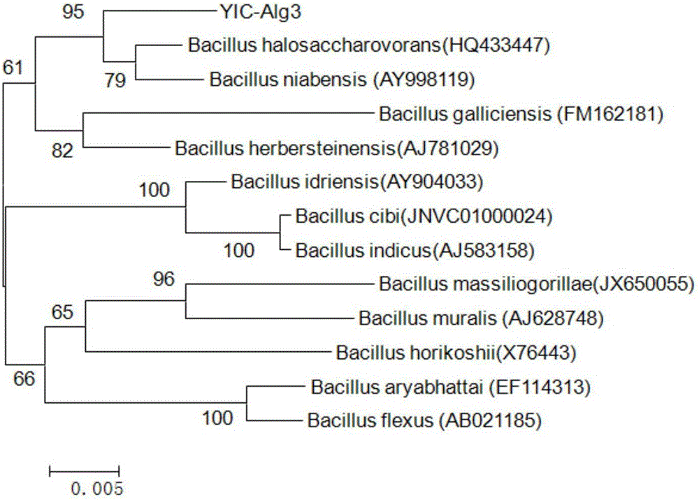 Method for producing water-soluble fertilizer containing glycotropic bacillus and amino acid