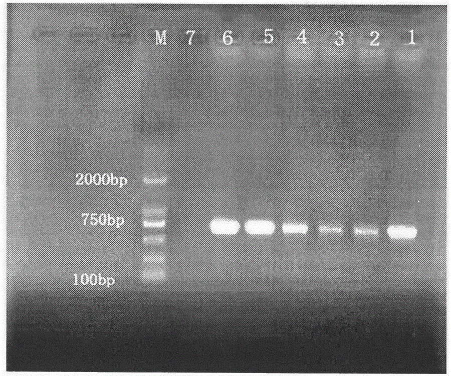 A method for rapid identification of Bacteralis jujube by using specific primers