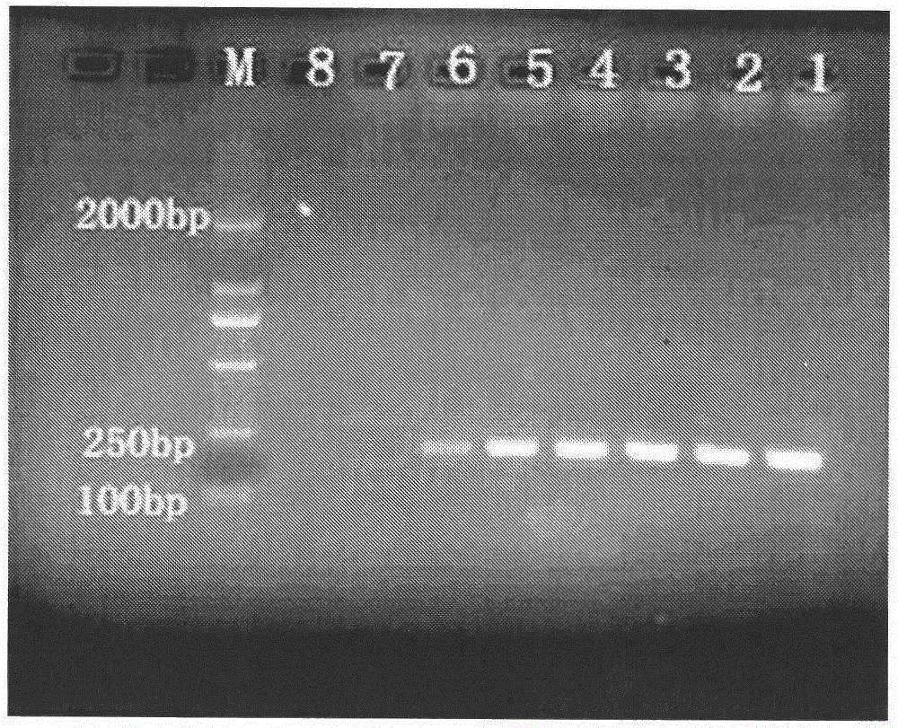 A method for rapid identification of Bacteralis jujube by using specific primers